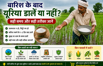 बारिश के बाद यूरिया डालें या नहीं? सही समय और सही तरीका जानें